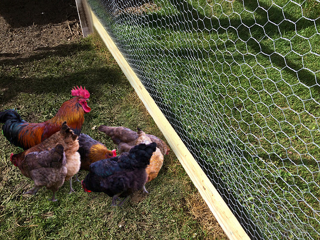 Choosing the best wire fence for your chicken coop