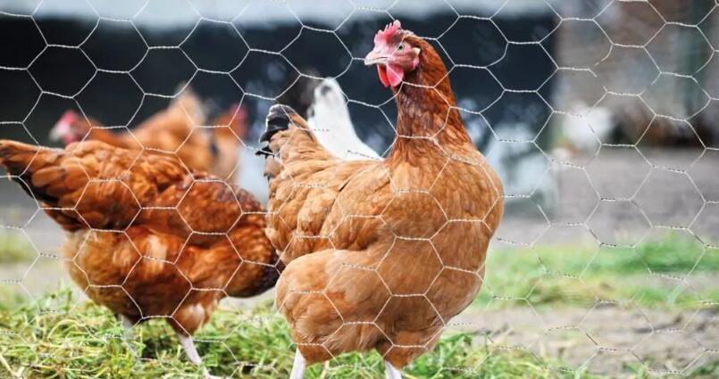 How to Build a Chicken Coop Using Chicken Wire