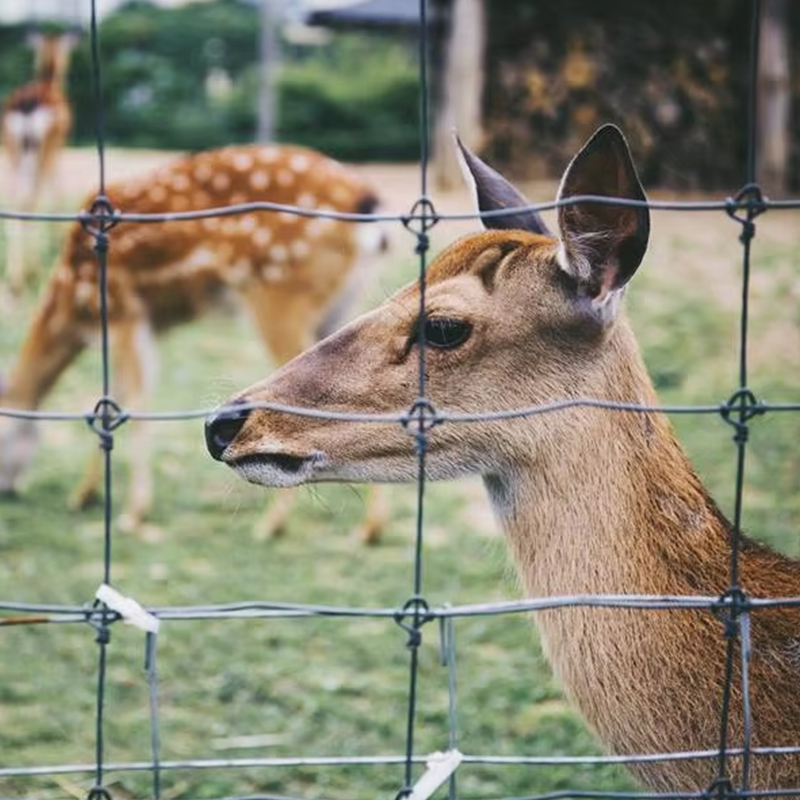 Fixed knot field fence for cattle,deer and horses