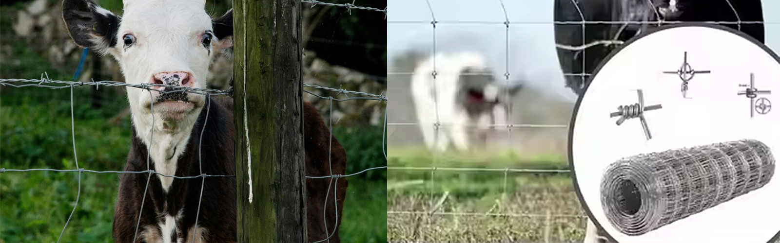 What You Need to Know Before Buying Cattle Fencing