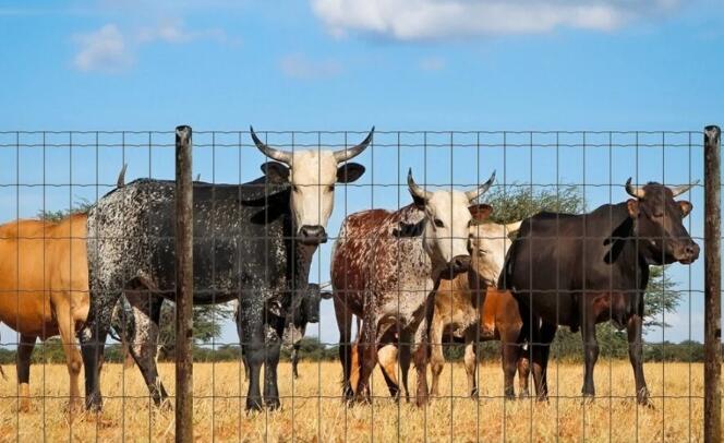 cattle fencing