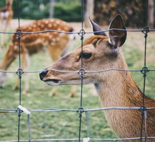 deer field fencing