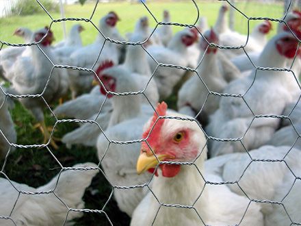 A Brief Introduction to the Function and Benefits of Chicken Wire Fencing