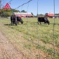 8ft height 50m length galvanized cattle fence