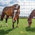 Square deal knot galvanized metal iron horse fence