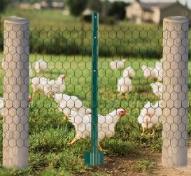 How to putting up chicken wire fence with posts