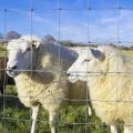 Galvanized livestock mesh fencing for horses and cattle