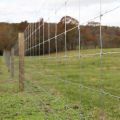 Tight lock field farm fence for horses and cows