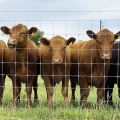 Wholesale bulk cheap best farm fences with wire mesh for cows